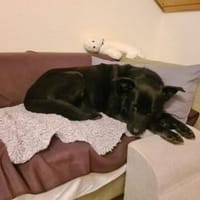 RONNY sucht warmes Plätzchen, Hund zur Adoption