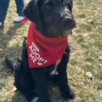 Zuckersüße, liebe Evita, Hündin zur Adoption