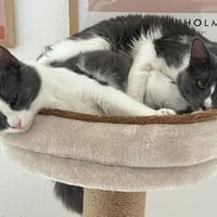 FUSSEL&KRÜMEL - zwei Brüder !, Kater zur Adoption
