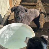 Xaver, klein, schnuckelig sucht Körbchen, Hund zur Adoption