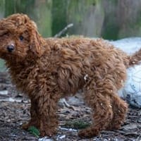 Pudel Mix, Hund zur Adoption