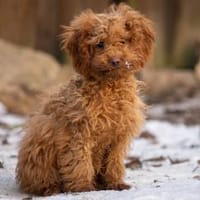 Pudel Mix, Hund zur Adoption