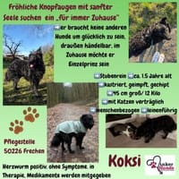 Koksi sucht seine Menschen🐾, Hund zur Adoption