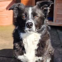 Mathy - ein Familienhund, Hund zur Adoption