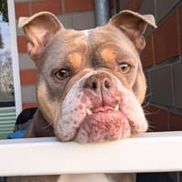 Laila - ist ein gemütlicher Hund, Hündin zur Adoption