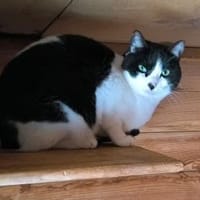 Maria - sucht ihr liebevolles Zuhause!, Katze zur Adoption