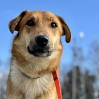 Ladan sucht liebevolles Zuhause, Hund zur Adoption