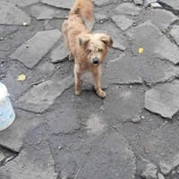 Mogli, ich suche mein Zuhause für immer, Hund zur Adoption