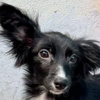 TABU-hübscher, junger Welpen-Rüde, Hund zur Adoption