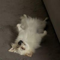 Neugierige Hündin sucht zu Hause, Hündin zur Adoption