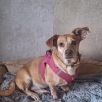 RANYA - kleine liebe Persönlichkeit, Hündin zur Adoption