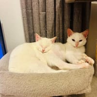 Yuki und Faye aus dem Tierschutz, Katze zur Adoption