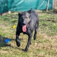 Wolf möchte sein Herz verschenken, Hund zur Adoption