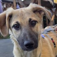 DIDI-bezaubernder Welpen-Rüde,44cm, Hund zur Adoption