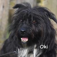 OKI, Hund zur Adoption