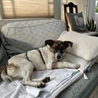 WILMA sucht ruhiges Zuhause, Hündin zur Adoption