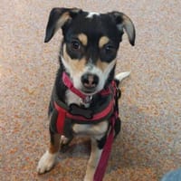 Jolie sucht ein sportliches Zuhaues!, Hündin zur Adoption