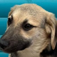 DINA-hübsche, verspielte Welpen-Hündin, Hündin zur Adoption