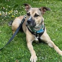 Xenia - fröhliche, liebe Hündin, Hündin zur Adoption