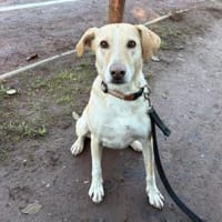 Aura - Hündin wartet in 50354 Hürth, Hündin zur Adoption