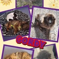 Traumrüde Gordy auf PS in 91247, Hund zur Adoption