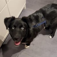 MILAN SUCHT EIN RUHIGES ZUHAUSE, Hund zur Adoption