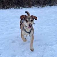 Dion - fast ein Schneehase, Hund zur Adoption