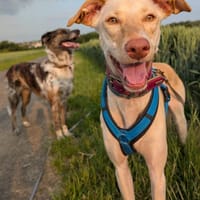 Laika - die Sportliche, Hündin zur Adoption