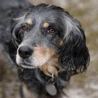 wunderschöne Perla 🥰, Hündin zur Adoption