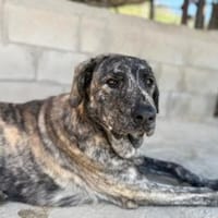 Chanel - das zarte Blümchen, Hündin zur Adoption