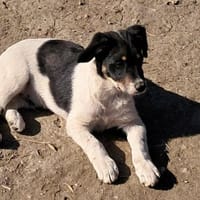 Vidar, kleiner Hundemann auf der Suche, Hund zur Adoption