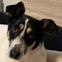 AMANDA-fröhliche,menschenbezogene Hündin, Hündin zur Adoption