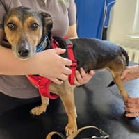 Freundlicher Pico, Hund zur Adoption