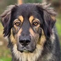 Aramis 💗 wartet in 50169 Kerpen, Hund zur Adoption