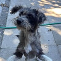 kleine Fritzi auf Pflege in Wiesbaden, Hündin zur Adoption