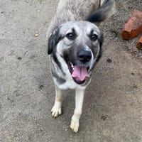 aktive, junge Hündin Dua auf PS Augsburg, Hündin zur Adoption