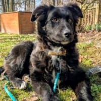 Kleine Göttin Sunna will Herzen erobern, Hündin zur Adoption