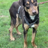 Spike, Hund zur Adoption