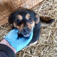 Sorical 33 cm (Pflegestelle), Hündin zur Adoption