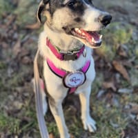 💕Sanya wartet auf ihre eigene Familie💕, Hündin zur Adoption