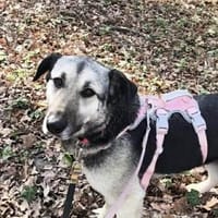 Malia - Möchte kein graues Mäuschen sein, Hündin zur Adoption