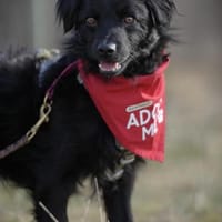Mogli - sensibler Hund sucht Zuhause, Hund zur Adoption