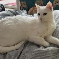 Tuffie - die zarte Schönheit, Katze zur Adoption