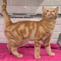 HEDY, chat à adopter