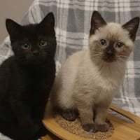 CRUNCH CHA, chatte à adopter