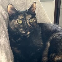 JODIE CHA, chatte à adopter