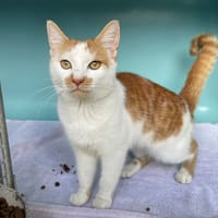 FRISBY, chatte à adopter