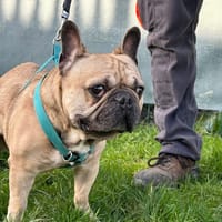 EROS, chien à adopter