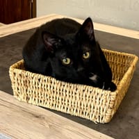 HAIKO CHA, chat à adopter