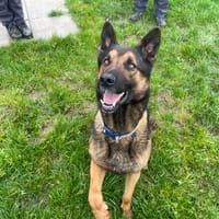 SAÏKO, chien à adopter